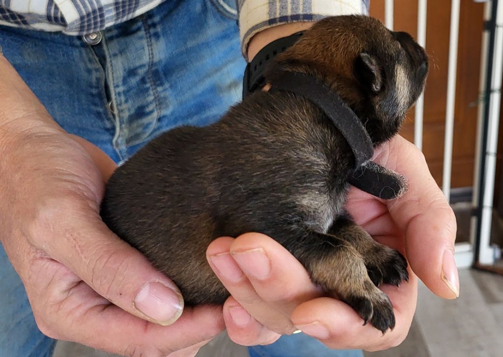 Du Domaine De Grande Esperance - Chiots disponibles - Eurasier